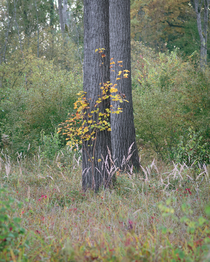 Family of a Tree, Gerolfinger Eichenwald, 2020
