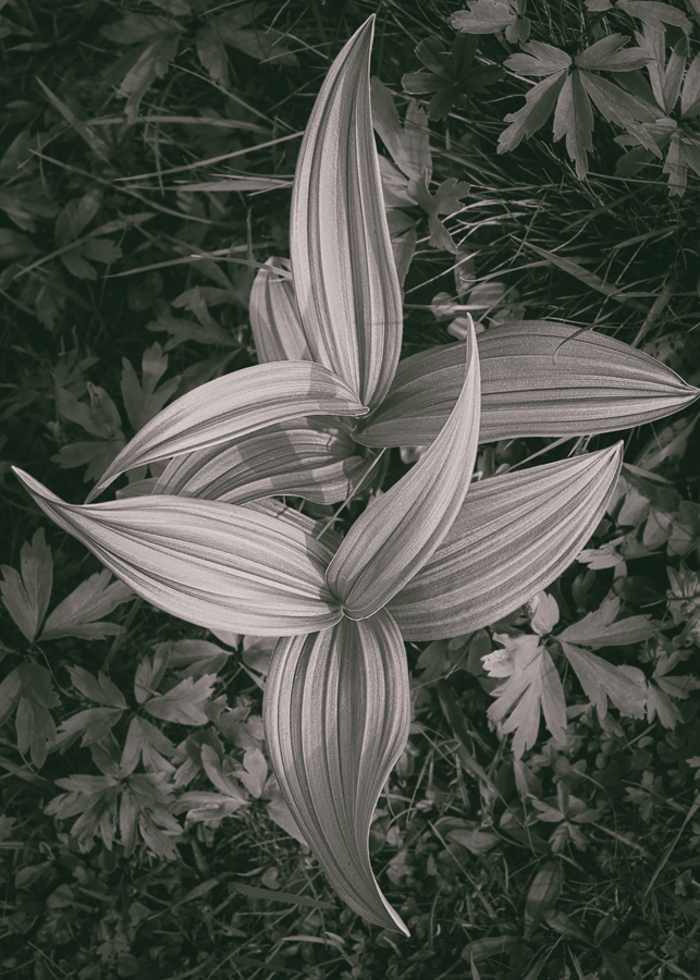 Flow Study 02, Berchtesgaden, 2019