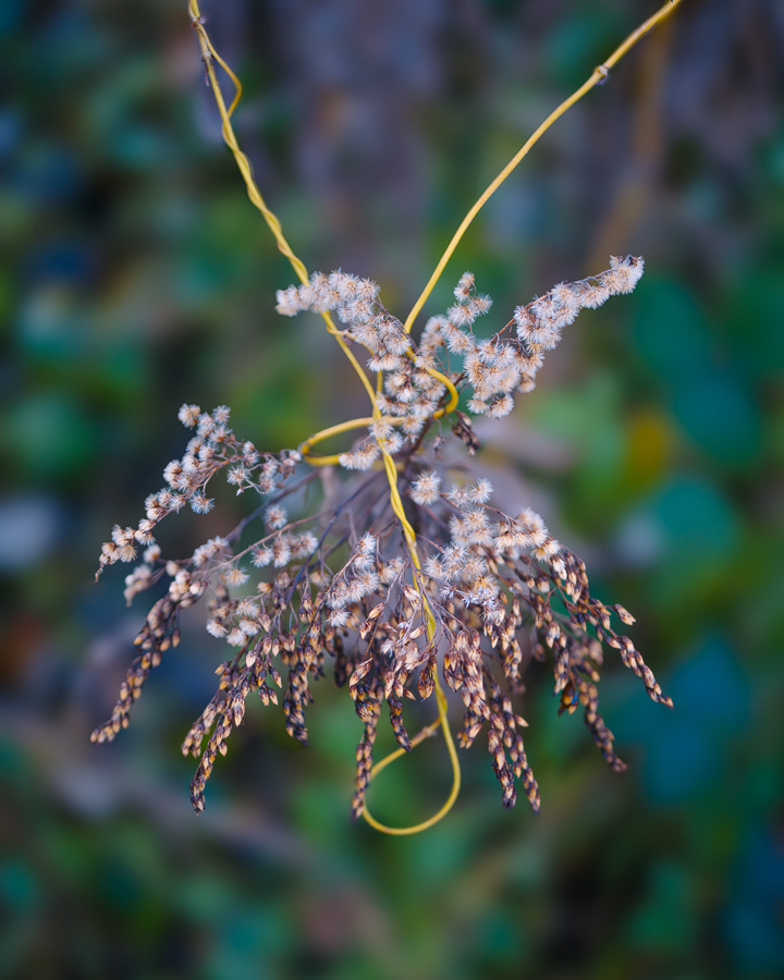The-Necklace, along Donau, 2023