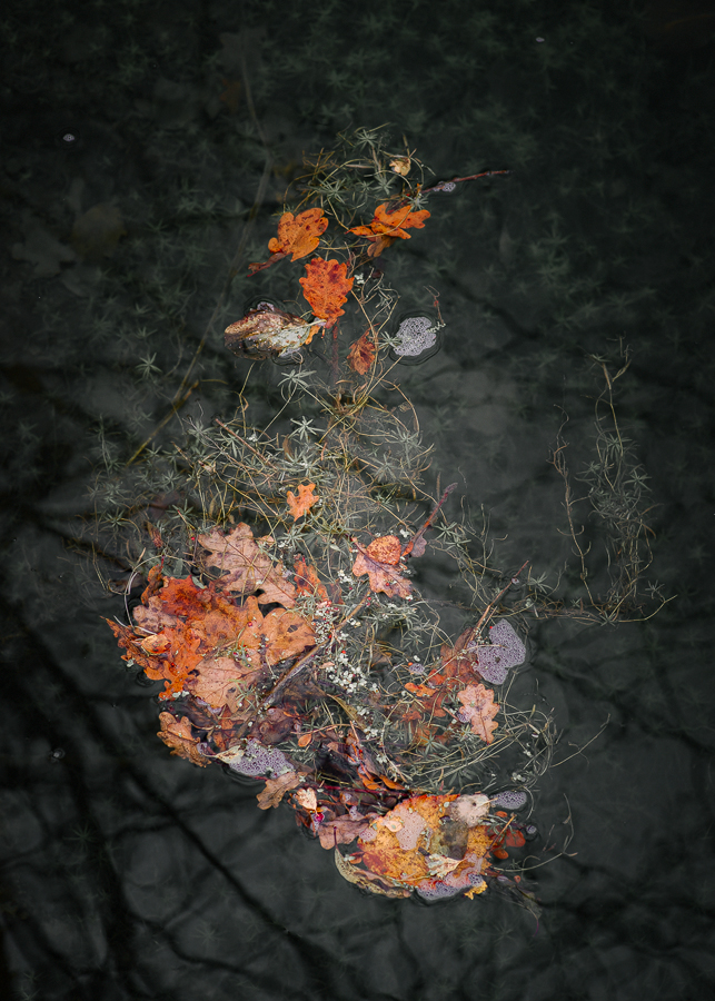 To the Spirit of Water, Wetlands of Donau, 2020